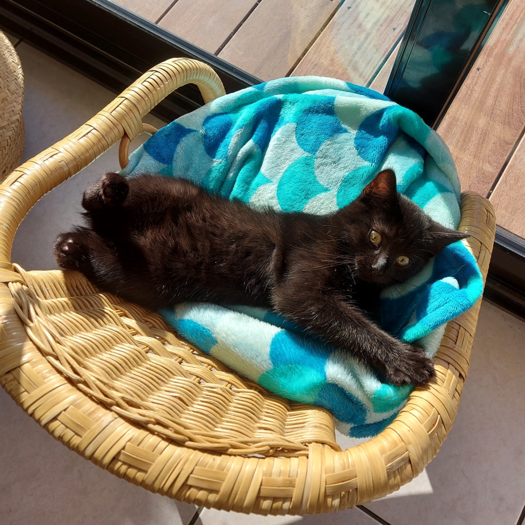 TORA, chatonne noire, née le 14.08.22 20221116