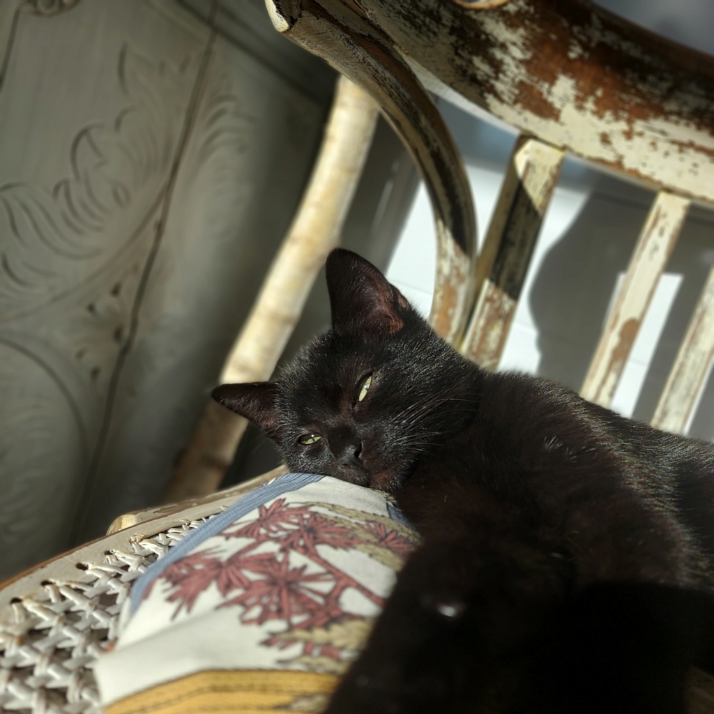 TORA, chatonne noire, née le 14.08.22 20221211