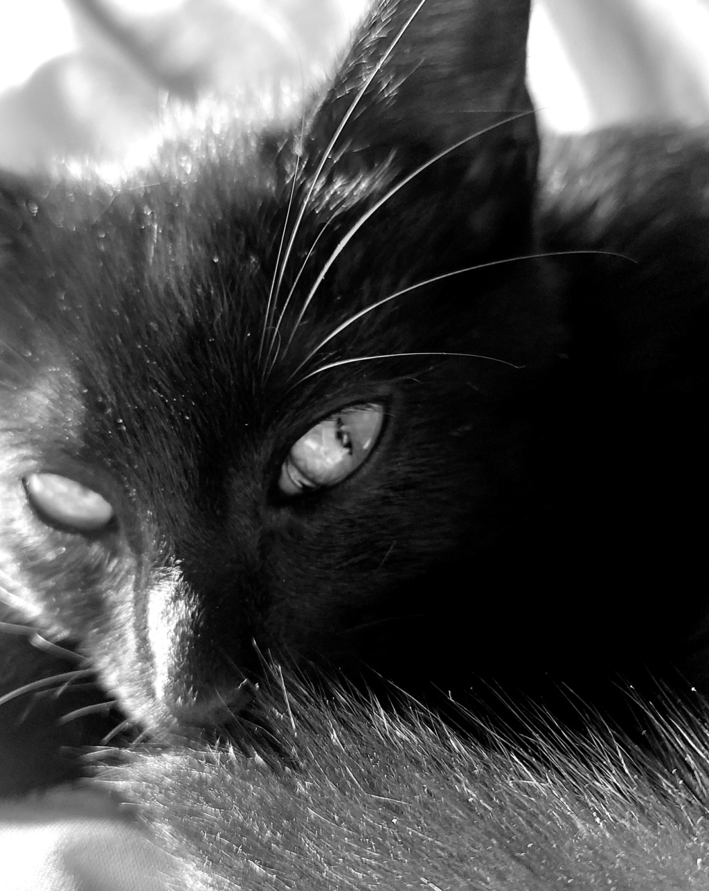 TORA, chatonne noire, née le 14.08.22 20230120