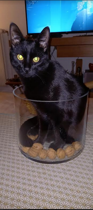 TYBOUN, chaton noir mâle né le 15/04/2022 Captur13