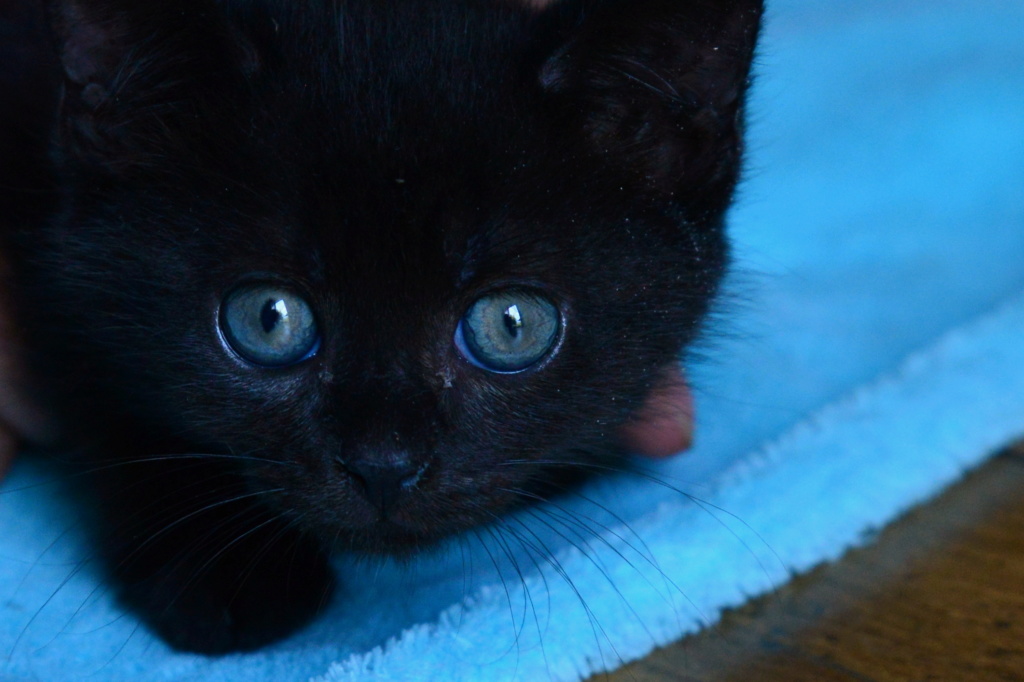 O'CHO, chaton mâle noir, type européen, né le 16/05/18 Dsc_4410