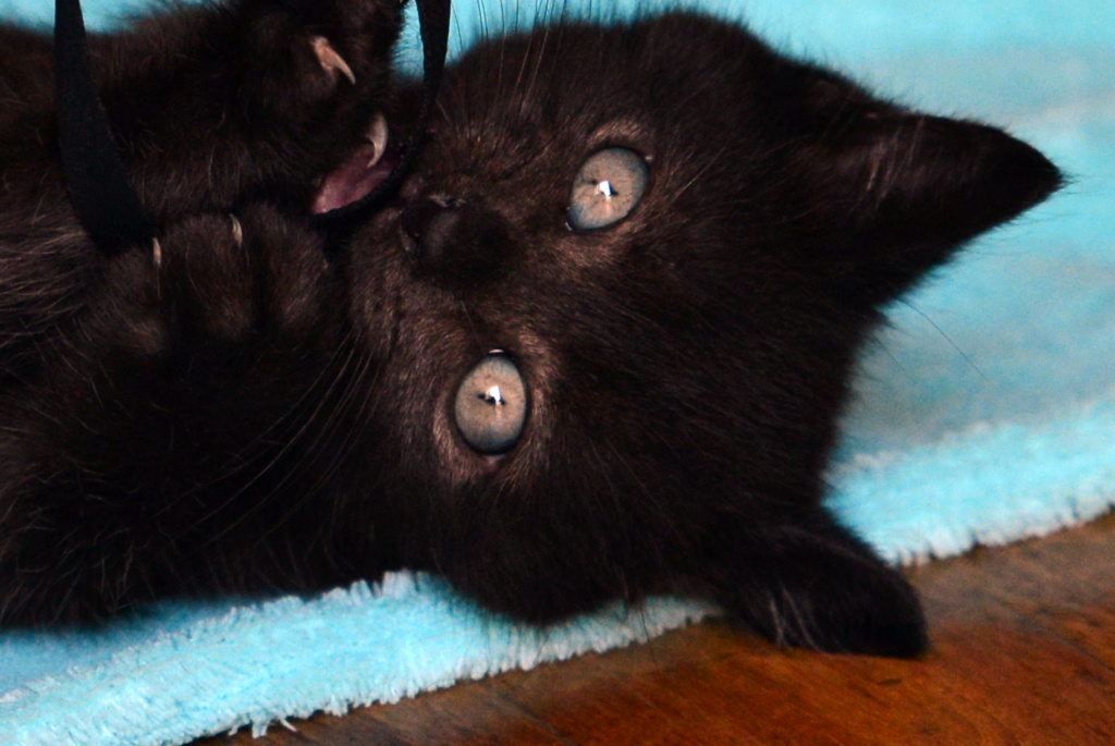 O'CHO, chaton mâle noir, type européen, né le 16/05/18 Dsc_4510