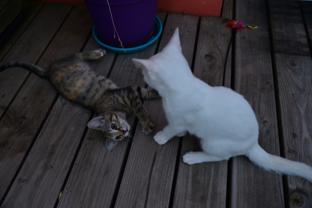 OUSTI, mâle blanc, type chat de maison, né début avril 2018 Dsc_5518