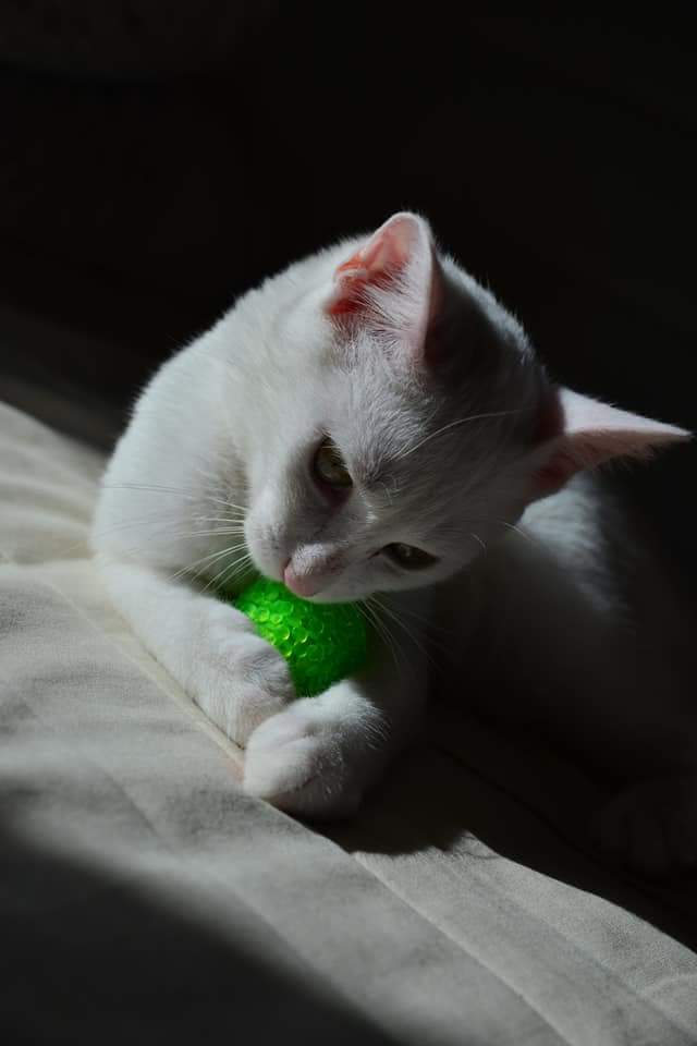 OUSTI, mâle blanc, type chat de maison, né début avril 2018 Fb_img12