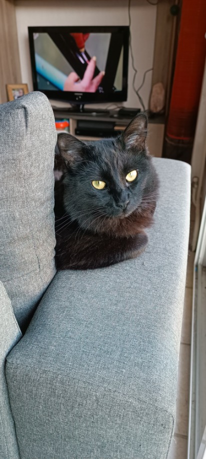 SPINOZA, chaton mâle noir, type européen né le 17 avril 2021 Image039