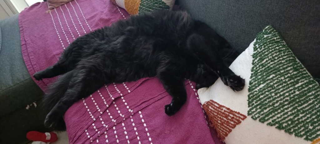 SPINOZA, chaton mâle noir, type européen né le 17 avril 2021 Image040