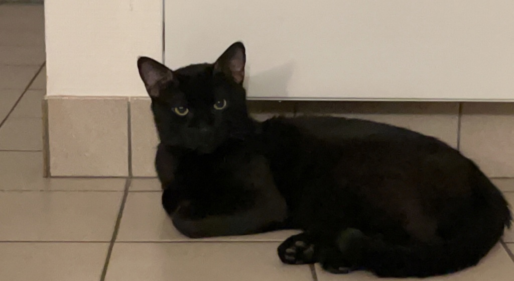 SOHO, chaton noir né le 24/08/2021 Image213