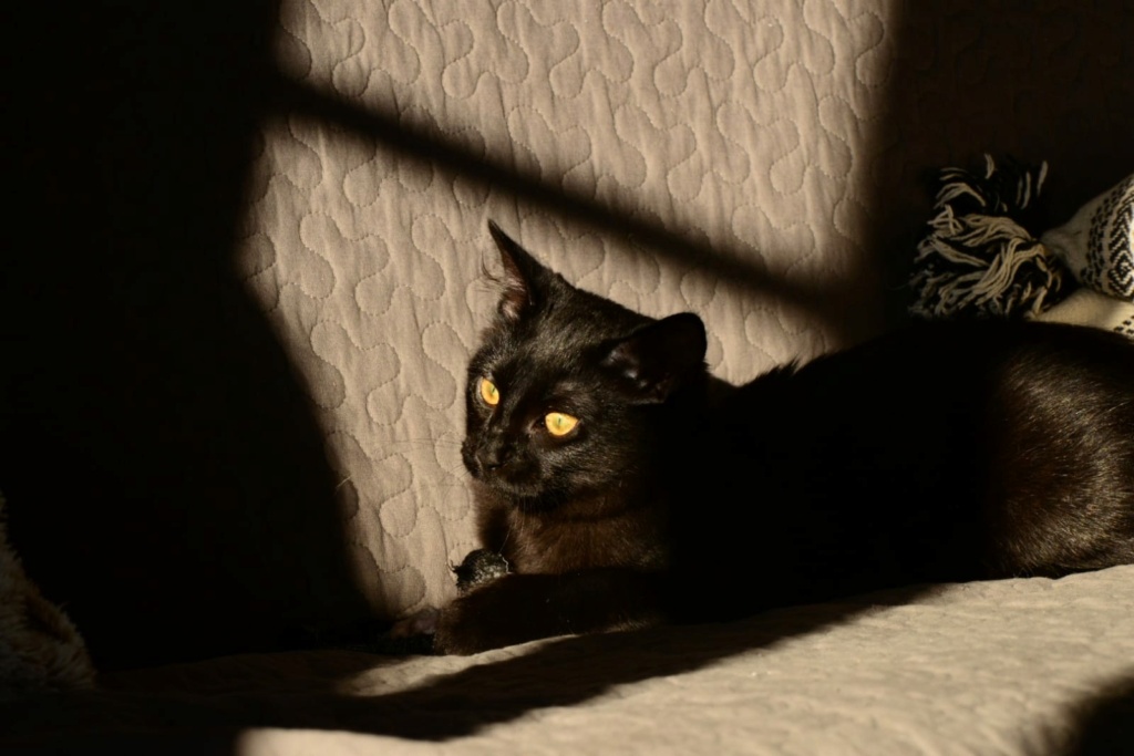 SPINOZA, chaton mâle noir, type européen né le 17 avril 2021 Img-2016