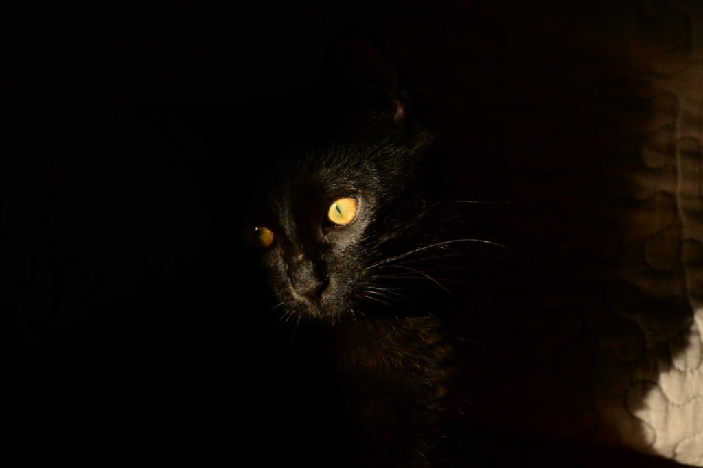 SPINOZA, chaton mâle noir, type européen né le 17 avril 2021 Img-2019