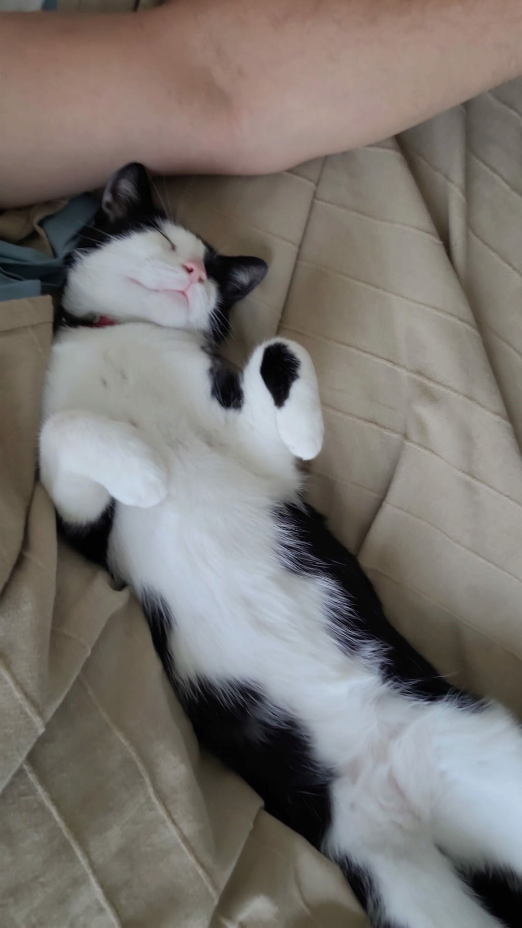 TERRY, chaton mâle noir & blanc, né le 20/03/2022 Img-2065