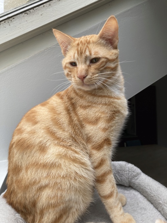 SPIROU, chaton européen roux, né le 15 août 2021 Img_1911