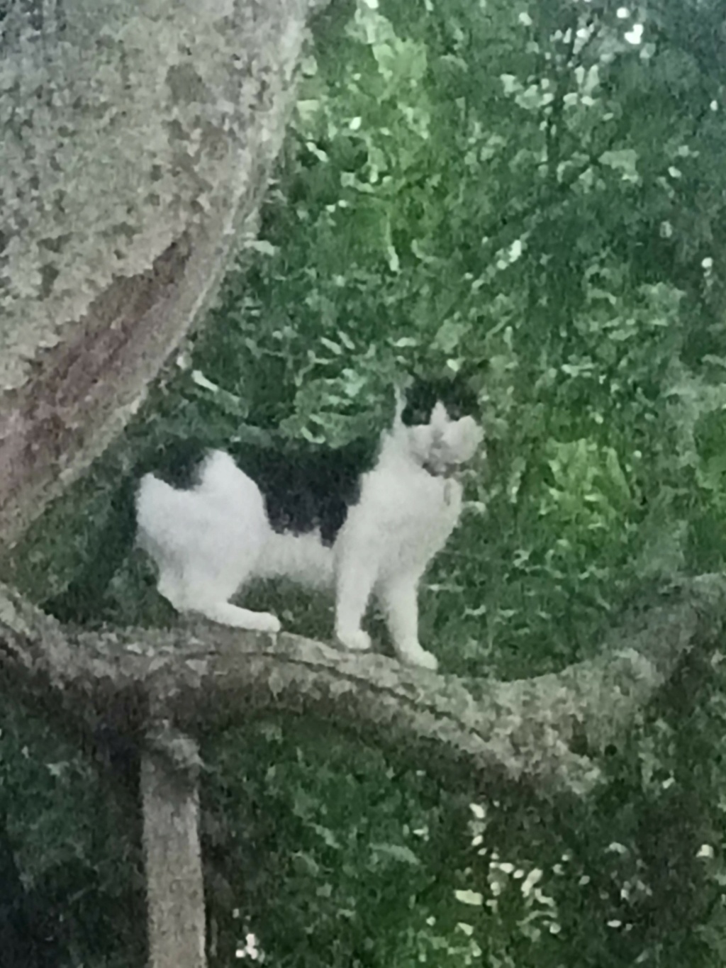 PERLA, chatte europénne, noir & blanc, née le 25/05/19 Img_2070
