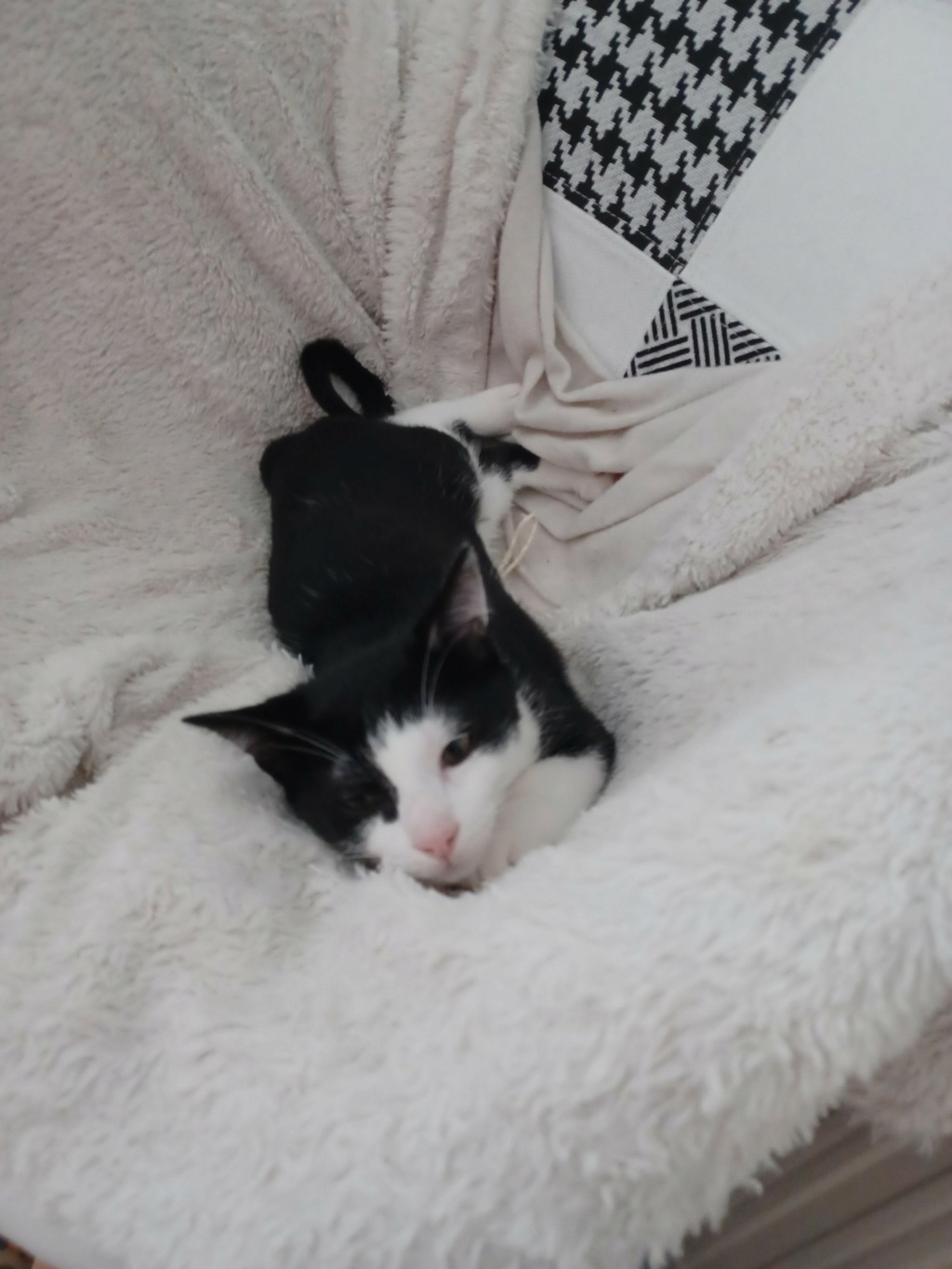 TERRY, chaton mâle noir & blanc, né le 20/03/2022 Img_2115