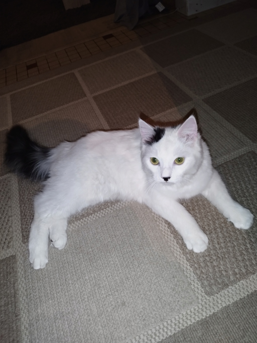 TOKIO, chaton blanc & noir, poils mi-longs, né le 10/07/22 Img_2167