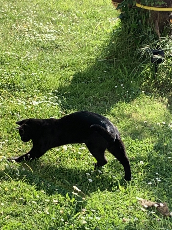 SUNDAY, chaton noir né le 24/08/2021 Img_8512