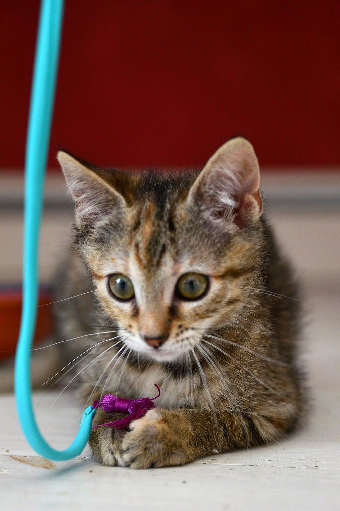 ORIA, chatonne européenne marron tabby, née le 20/05/18 Oria710