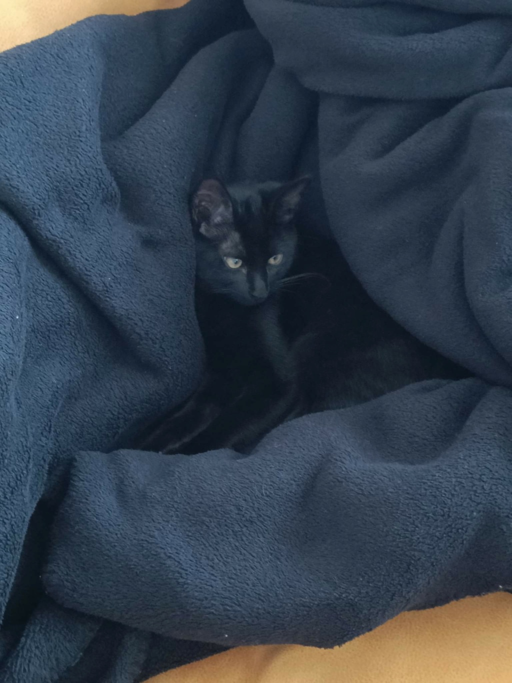 TYBOUN, chaton noir mâle né le 15/04/2022 Receiv20
