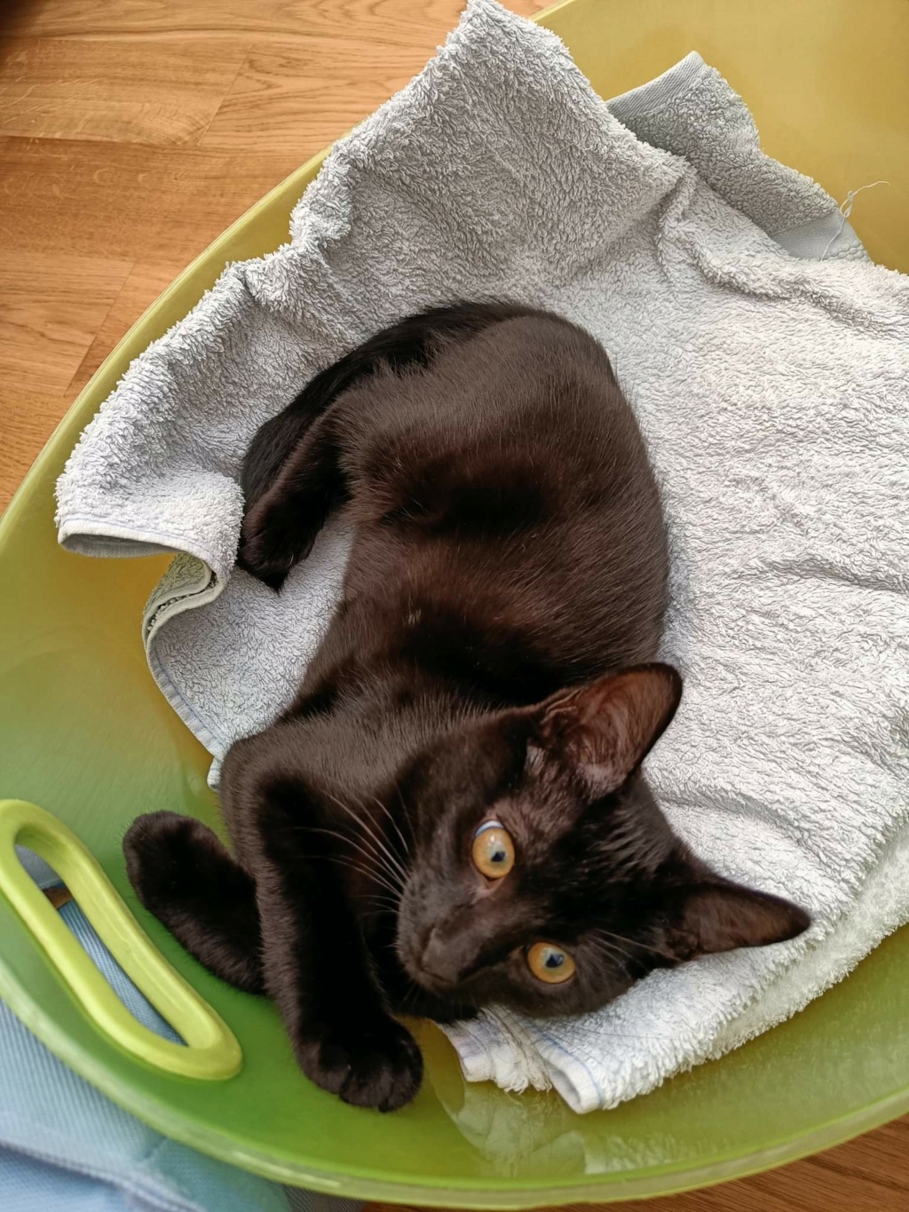 TYBOUN, chaton noir mâle né le 15/04/2022 Receiv21