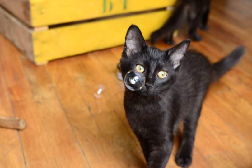 SPINOZA, chaton mâle noir, type européen né le 17 avril 2021 Spino110