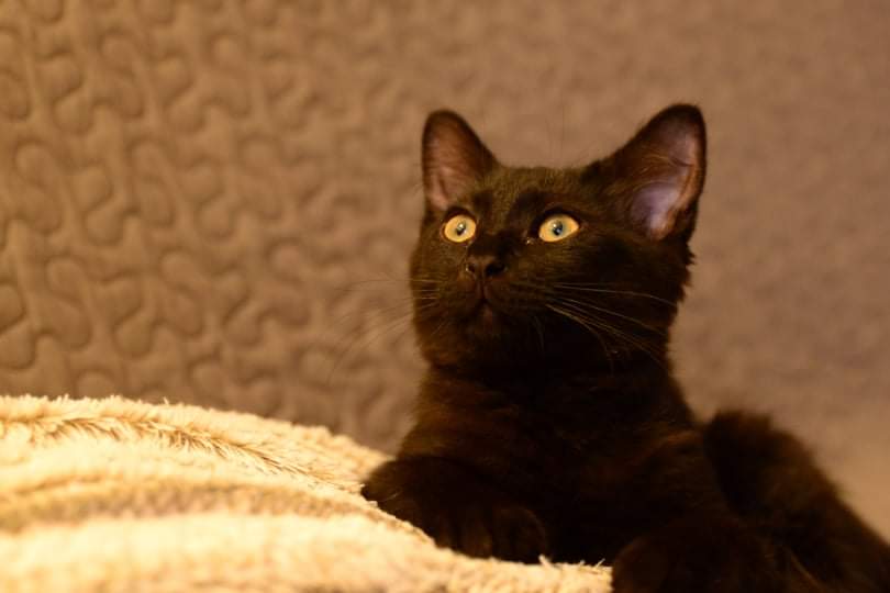 SPINOZA, chaton mâle noir, type européen né le 17 avril 2021 Spino311