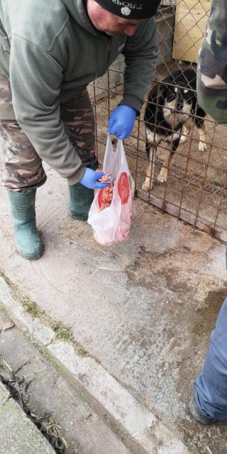 PIATRA - Les chiens infestés de parasites internes - Campagne de vermifugation - APPEL CLOS 14384810