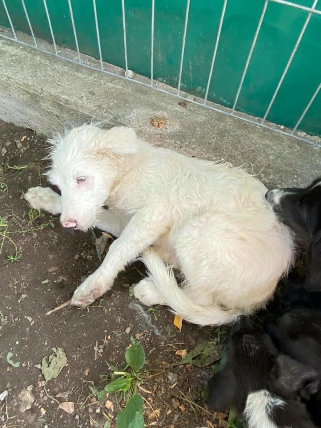 LEMON, M-X, CHIOT, +/- 04/2021 - TAILLE PETITE (PIATRA FOURRIERE) - Prise en charge par l'association anglaise 23485010