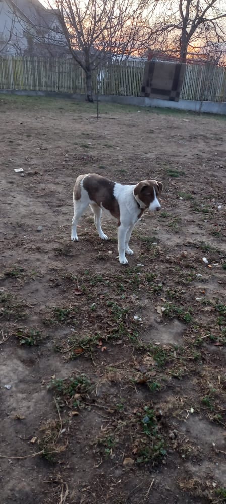 beverly - BEVERLY, F-X, CHIOT, +/- 05 2021, TAILLE MOYENNE (PIATRA CLAUDIA) - Prise en charge SPA de DOLE 26273110