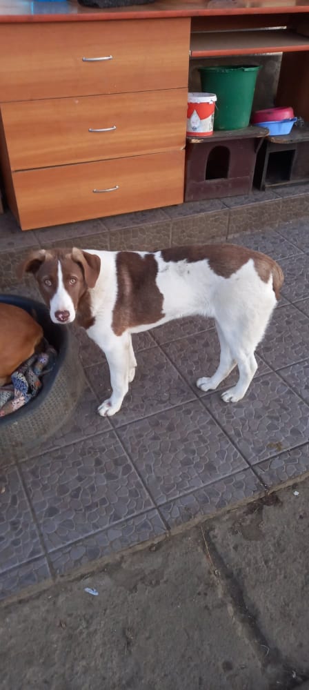 beverly - BEVERLY, F-X, CHIOT, +/- 05 2021, TAILLE MOYENNE (PIATRA CLAUDIA) - Prise en charge SPA de DOLE 26377310