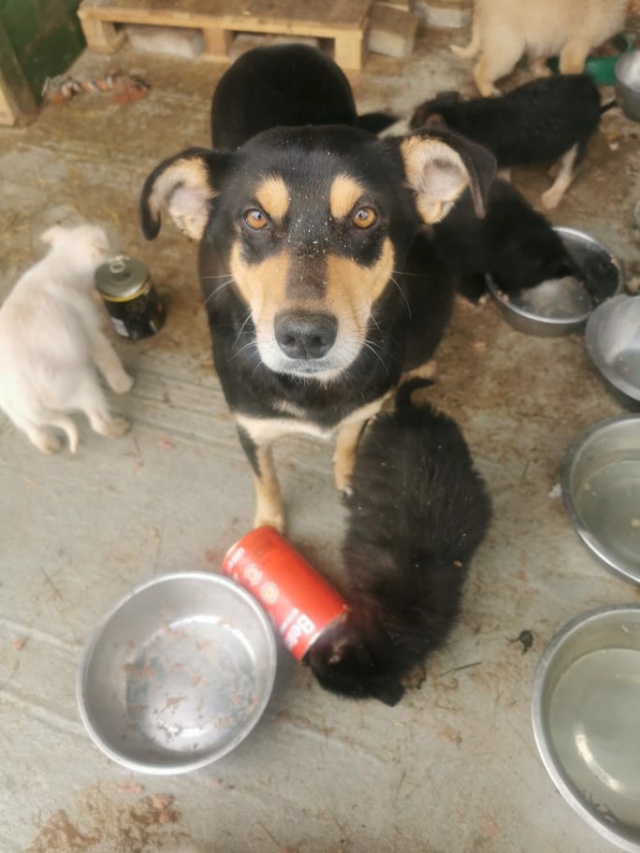 TINOU, F-X, TAILLE MOYENNE (ORASTIE FOURRIERE) - Pris en charge refuge de Nyon (Suisse) 26390012