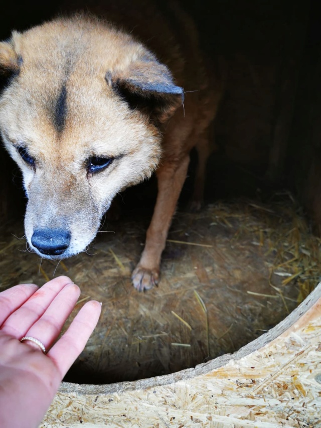 YUMA, F-X, née 2012, MOYENNE (PIATRA FOURRIERE) en FA chez OdileB (départ87) 27063211