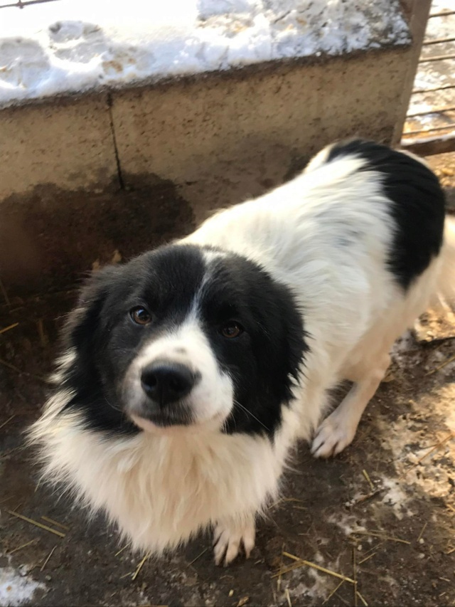 CALYPSO, M-X BORDER COLLIE, TAILLE MOYENNE (PIATRA FOURRIERE) - Prise en charge Association Namasté 27191810