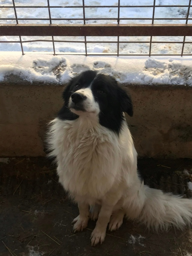 CALYPSO, M-X BORDER COLLIE, TAILLE MOYENNE (PIATRA FOURRIERE) - Prise en charge Association Namasté 27194810