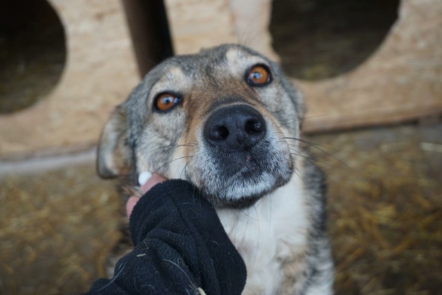 LOUP, F-X, TAILLE MOYENNE (PIATRA FOURRIERE) - Réservée Allemagne 27223511