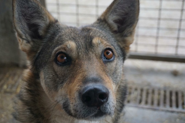 LOUP, F-X, TAILLE MOYENNE (PIATRA FOURRIERE) - Réservée Allemagne 27256610