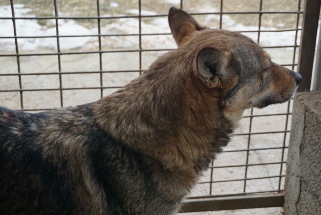 LOUP, F-X, TAILLE MOYENNE (PIATRA FOURRIERE) - Réservée Allemagne 27266011