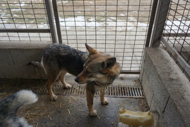 LOUP, F-X, TAILLE MOYENNE (PIATRA FOURRIERE) - Réservée Allemagne 27279610