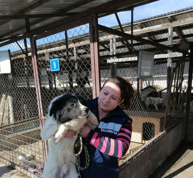 CALYPSO, M-X BORDER COLLIE, TAILLE MOYENNE (PIATRA FOURRIERE) - Prise en charge Association Namasté 27452711