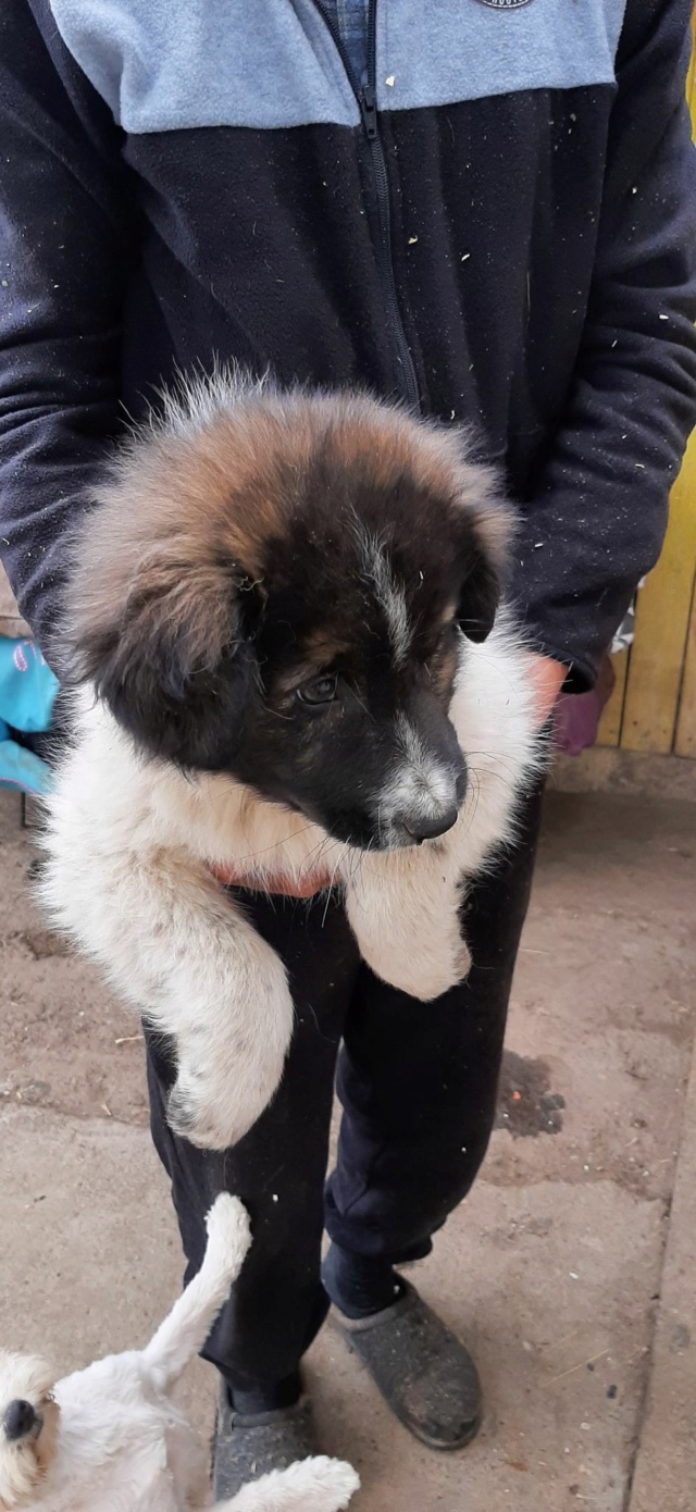 ESKIMAU, M-X, né 12/2021 - TAILLE MOYENNE (PIATRA CLAUDIA) - Retour adoption - Rien que pour Toi 27850110