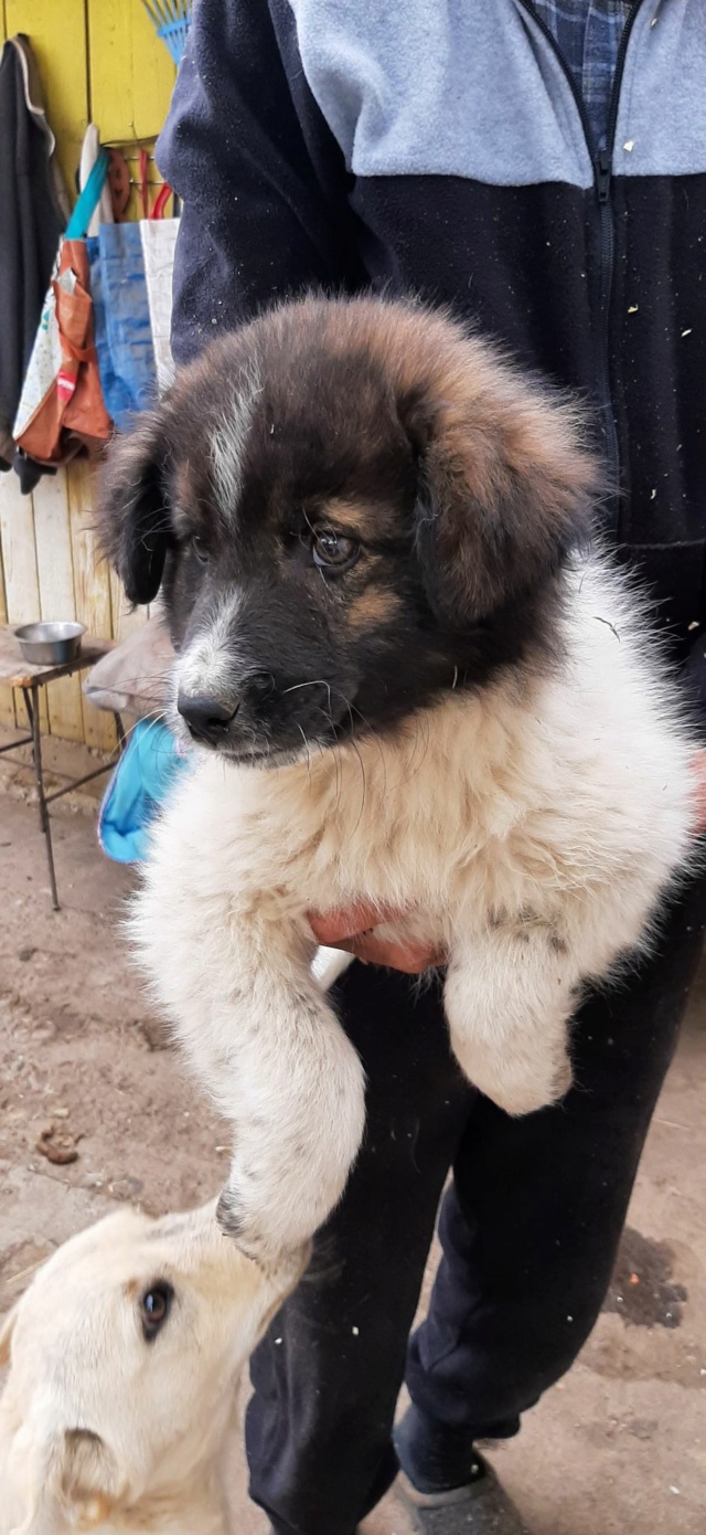 ESKIMAU, M-X, né 12/2021 - TAILLE MOYENNE (PIATRA CLAUDIA) - Retour adoption - Rien que pour Toi 27859112