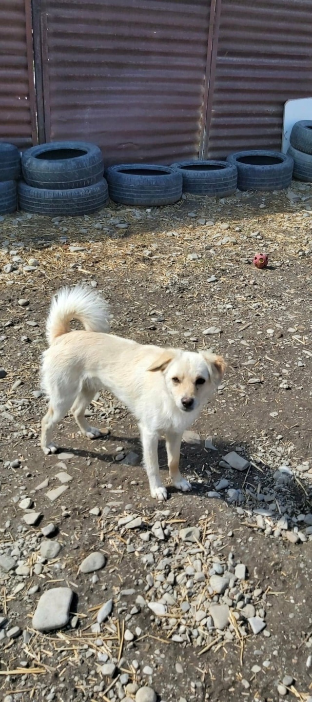 spike - SPIKE, M-X, TAILLE MOYENNE (TARGU NEAMT - Anda) 29079910