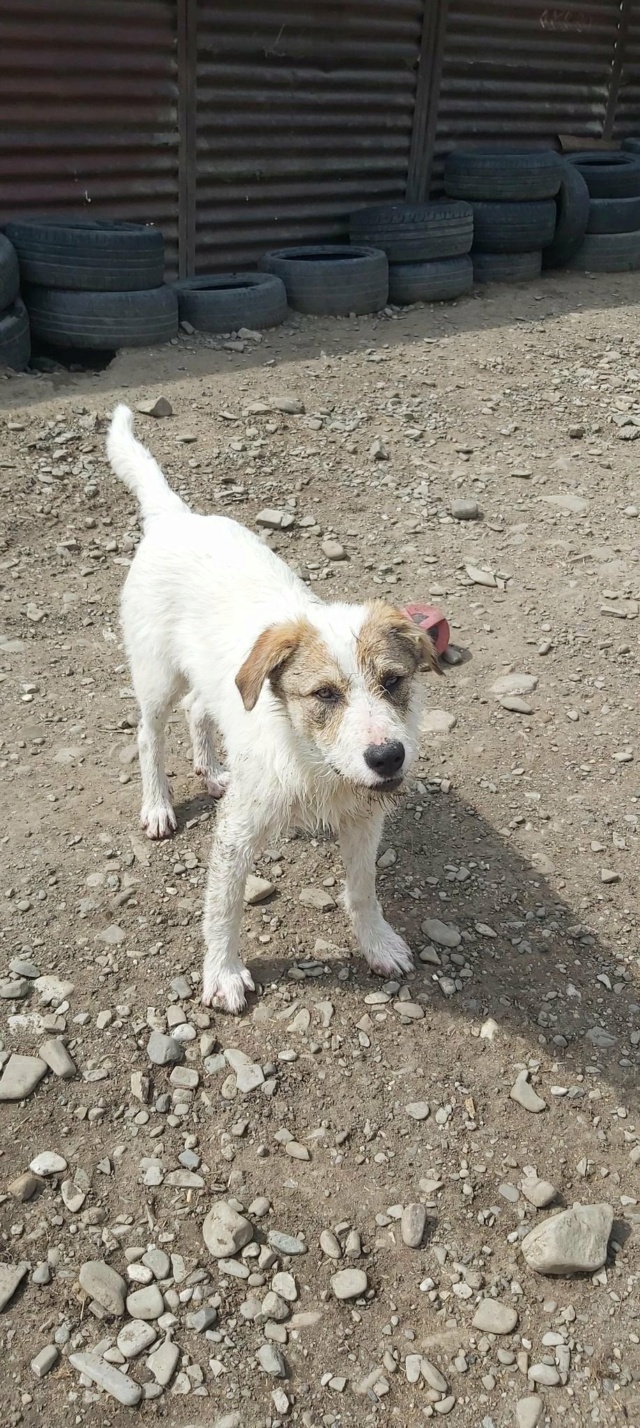 MAXX, M-X, +/- 12 2021, TAILLE MOYENNE (TARGU NEAMT Anda) - Pris en charge SOS Animaux Pays de Gex 29085511