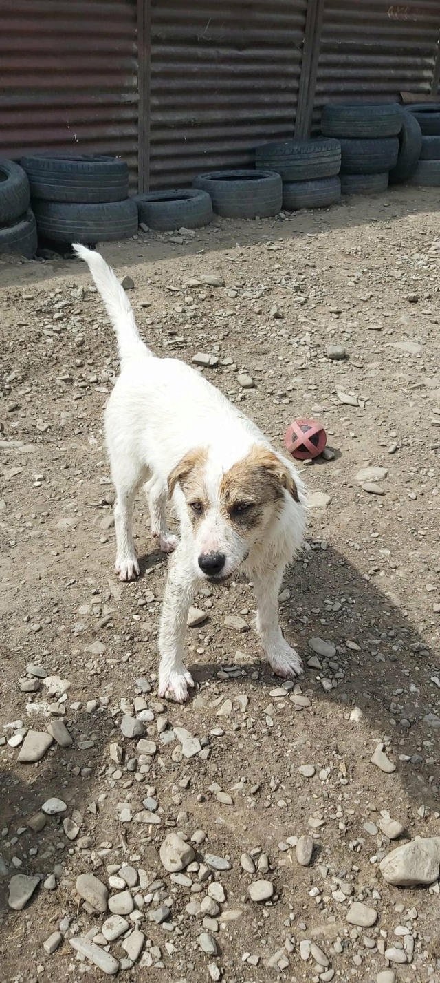 MAXX, M-X, +/- 12 2021, TAILLE MOYENNE (TARGU NEAMT Anda) - Pris en charge SOS Animaux Pays de Gex 29087911