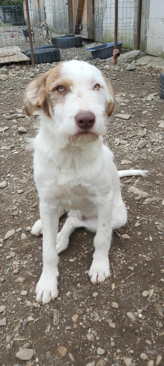 BOWIE, M-X, CHIOT, TAILLE MOYENNE (TARGU NEAMT Anda) 30465510