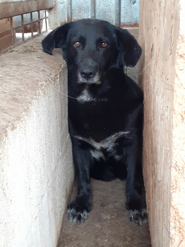 BUNICA, F-X, TAILLE PETITE (PIATRA FOURRIERE) - Prise en charge Association CENT PAS 30648610