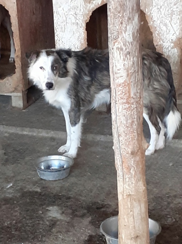 WOODY, M-X, TAILLE MOYENNE (PIATRA FOURRIERE) EN URGENCE EUTHANASIE 30780510