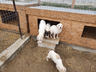URGENCES CHIENS ET CHATS D ORASTIE - ROUMANIE -2018 à 2020 - Page 28 90569610