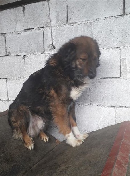 RAJA, M, X, TAILLE MOYENNE (PIATRA FOURRIERE), réservé Allemagne 91370710