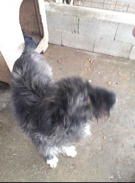 PEPPER, M, CROISE, TAILLE PETITE/MOYENNE (PIATRA FOURRIERE)  91572710