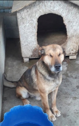 BRUNO, M, CROISE, GRANDE TAILLE (PIATRA FOURRIERE), disparu 92267510