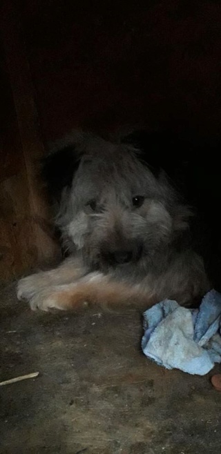 CHASE, MF, CROISE, TAILLE MOYENNE (PIATRA FOURRIERE), réservé U.K. 93475811